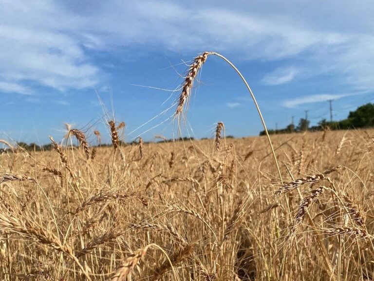 49) farmingGeorge’s Fobbing Farm Update: Drought