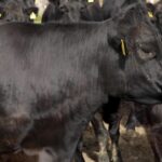 Advancing genetic evaluation of Canadian cattle