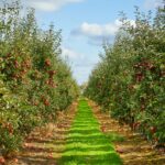 Apple Orchards – Agriculture Dictionary