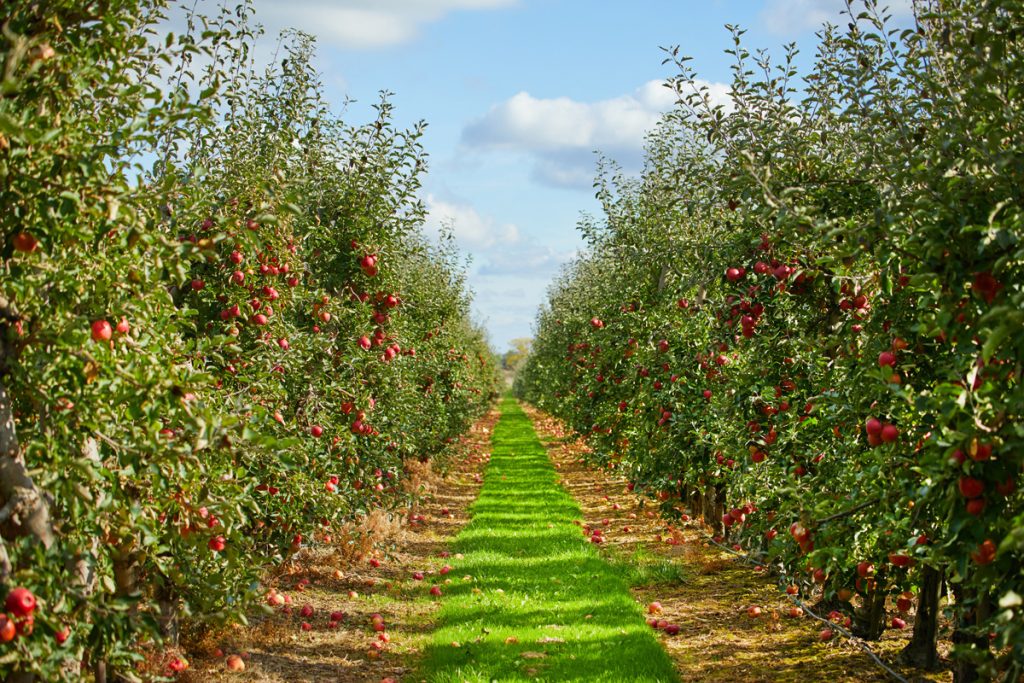 Apple Orchards – Agriculture Dictionary