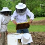 Beekeeping – Agriculture Dictionary