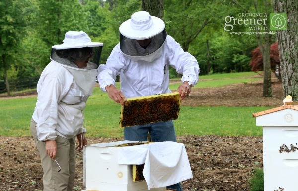 Beekeeping – Agriculture Dictionary