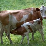 Calf – Agriculture Dictionary