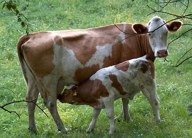 Calf – Agriculture Dictionary