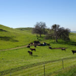 Picking out a Good Livestock Gate – Drive Through Farm Gate Opener (No Electricity Required) – Bump N Drive