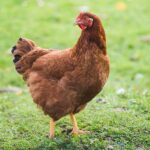 Chicken – Agriculture Dictionary