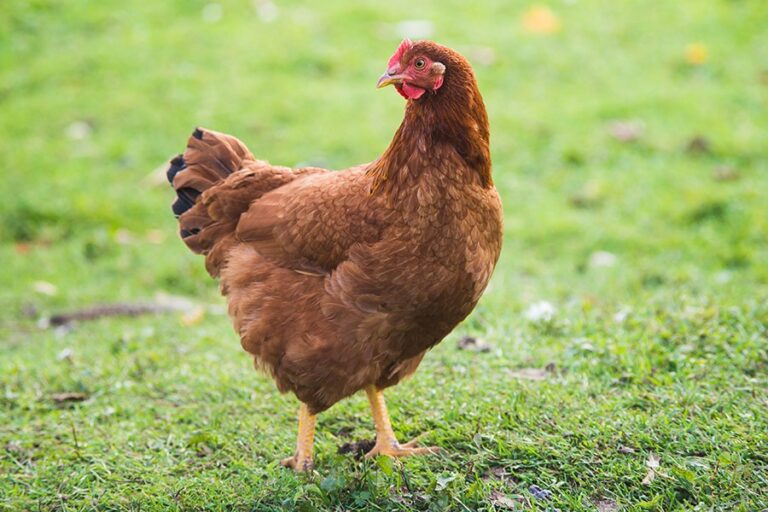 Chicken – Agriculture Dictionary