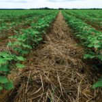 Cover Crops – Agriculture Dictionary