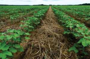 Cover Crops – Agriculture Dictionary