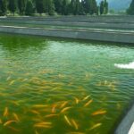 Fish Farm – Agriculture Dictionary