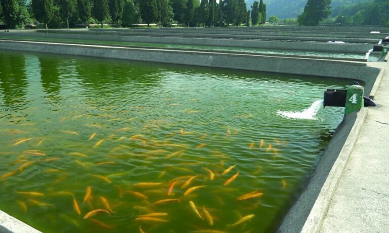 Fish Farm – Agriculture Dictionary