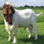 Goat Farming – Agriculture Dictionary