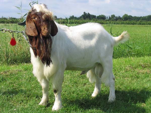 Goat Farming – Agriculture Dictionary