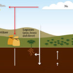 Nitrogen Fixation – Agriculture Dictionary