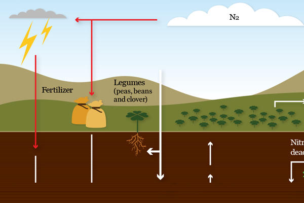 Nitrogen Fixation – Agriculture Dictionary