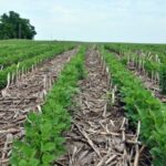 No-Till Farming – Agriculture Dictionary