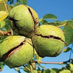 Nut Orchards – Agriculture Dictionary