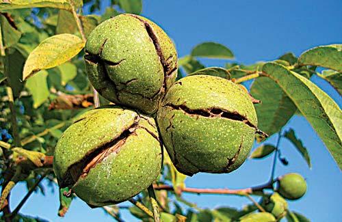 Nut Orchards – Agriculture Dictionary