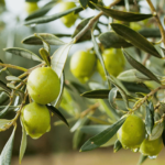 Olive Groves – Agriculture Dictionary