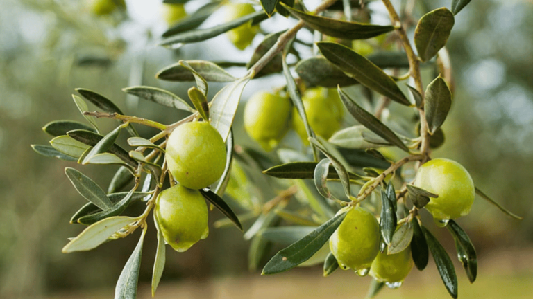 Olive Groves – Agriculture Dictionary