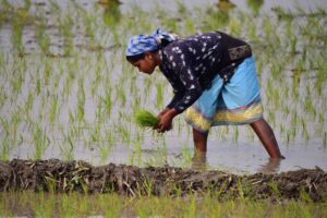 Rice Production – Agriculture Dictionary