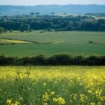 Hedgerow regulations now law – Farming