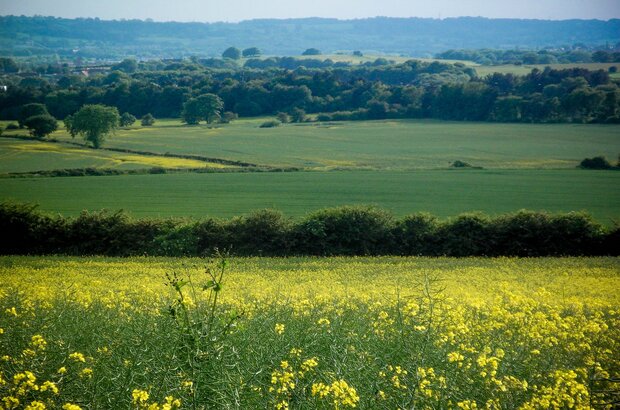 Hedgerow regulations now law – Farming