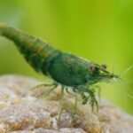 Shrimp – Agriculture Dictionary