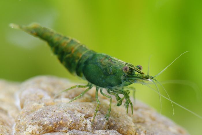 Shrimp – Agriculture Dictionary