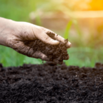 Soil Amendment – Agriculture Dictionary