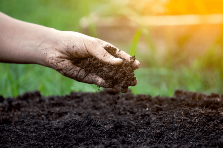 Soil Amendment – Agriculture Dictionary