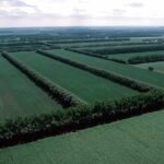 Windbreak Crops – Agriculture Dictionary