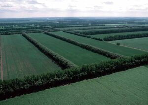 Windbreak Crops – Agriculture Dictionary