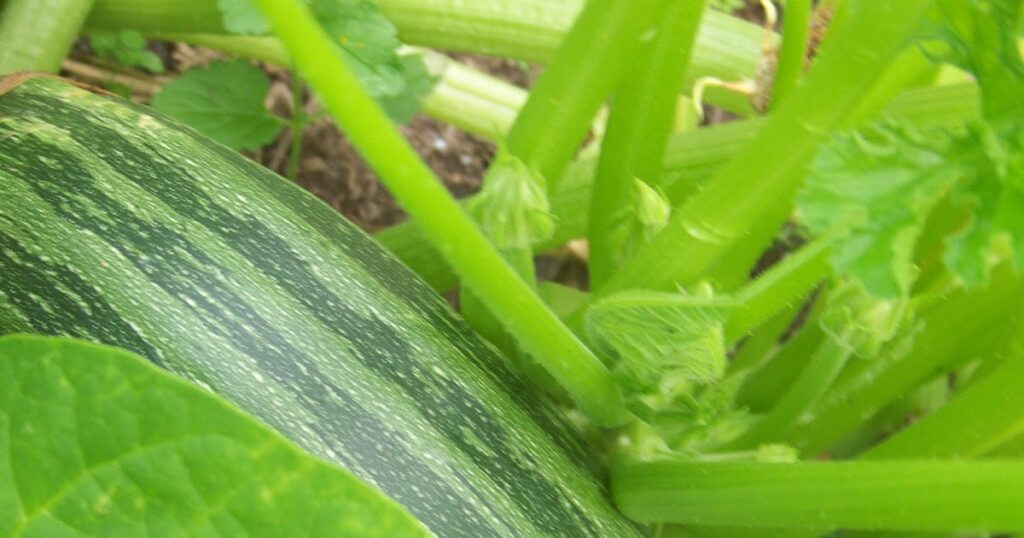 Hickery Holler Farm: Cocozelle Zucchini