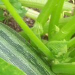 Hickery Holler Farm: Cocozelle Zucchini