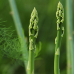 California Asparagus Acreage Continues to Decline