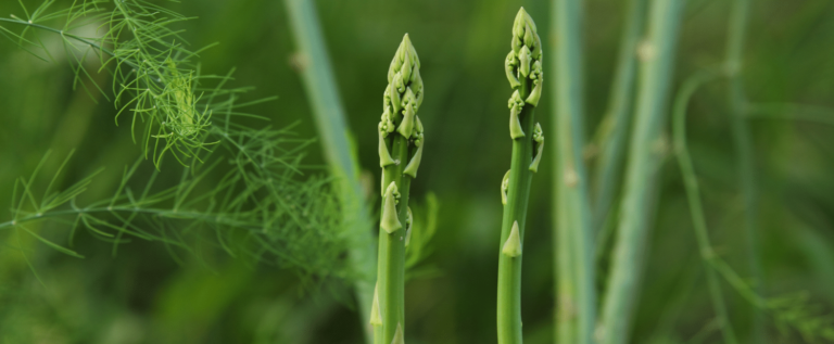 California Asparagus Acreage Continues to Decline