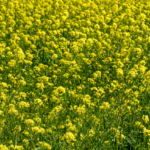 The Benefits of Cover Crops