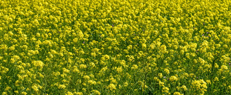 The Benefits of Cover Crops