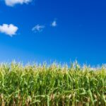 Agriculture’s Critical And Complex N-Game