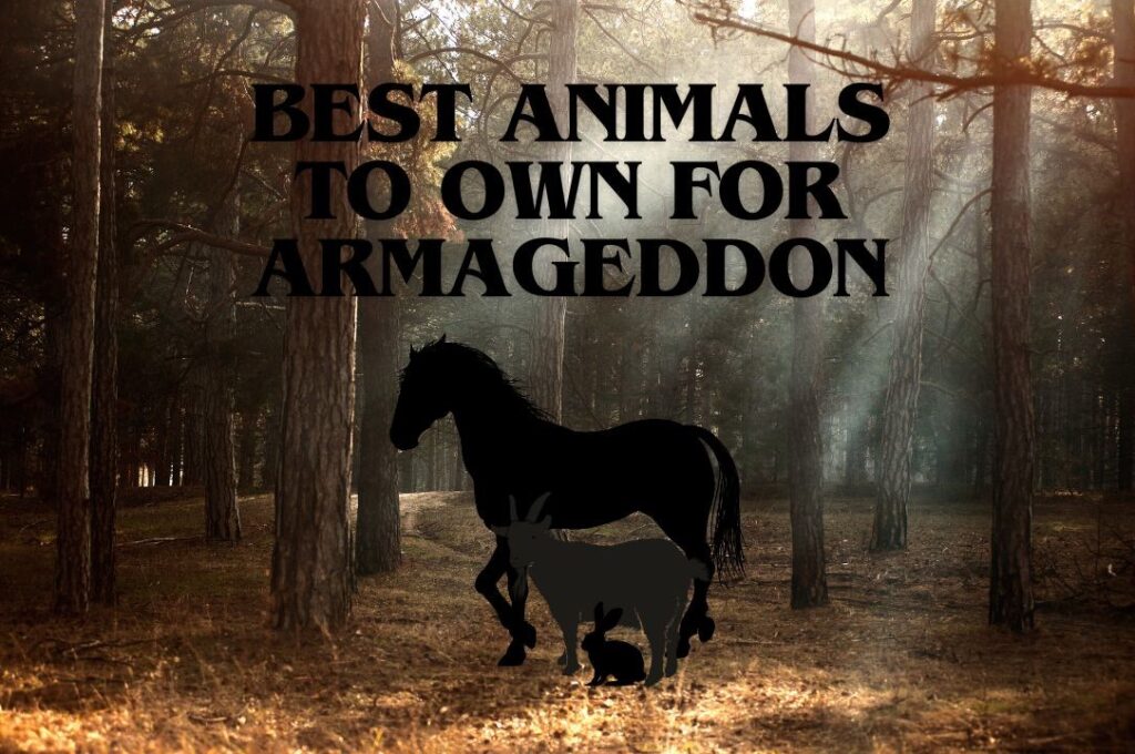 Best Animals For Armageddon – Falcone Family Farms Blog