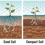 Soil Compaction – Agriculture Dictionary