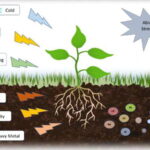 Abiotic Stress – Agriculture Dictionary