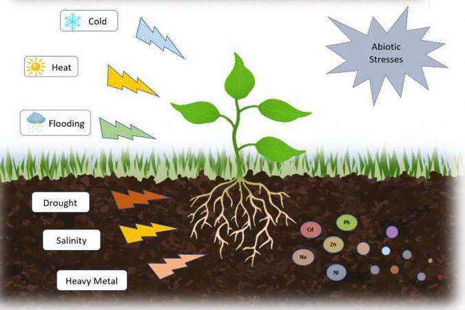 Abiotic Stress – Agriculture Dictionary