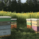 Beehive – Agriculture Dictionary