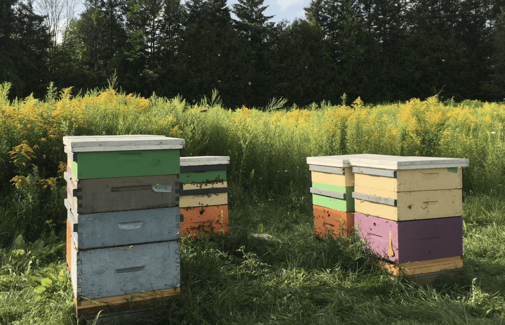 Beehive – Agriculture Dictionary