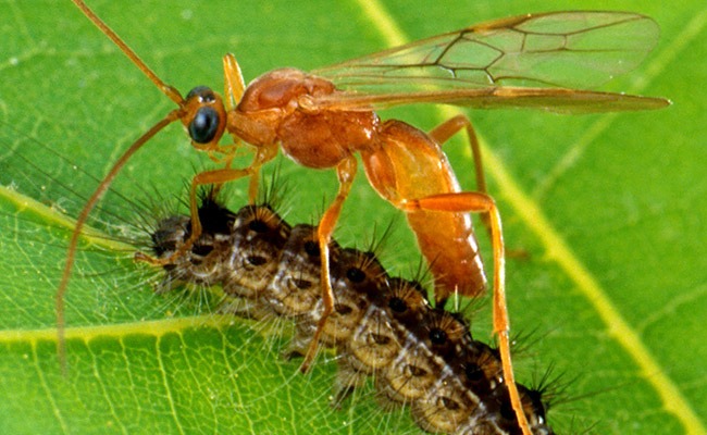Biological Control – Agriculture Dictionary