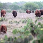 Cattle Ranch – Agriculture Dictionary