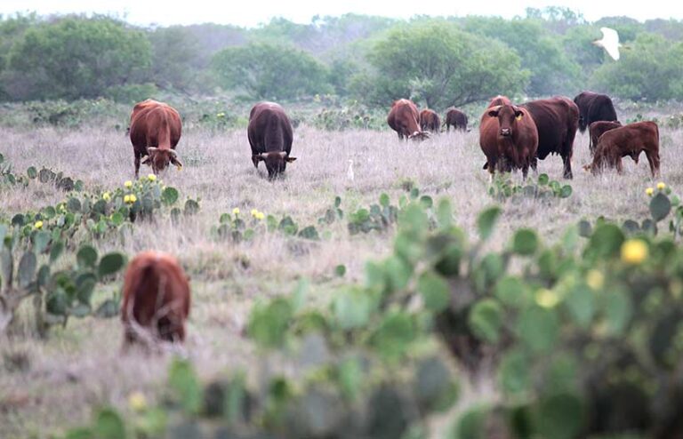 Cattle Ranch – Agriculture Dictionary