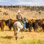 Ranch – Agriculture Dictionary